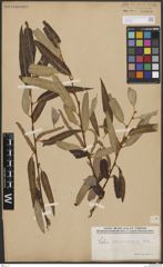 Foto von Salix bonplandiana Kunth